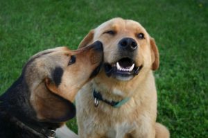 Kutyák kommunikációja